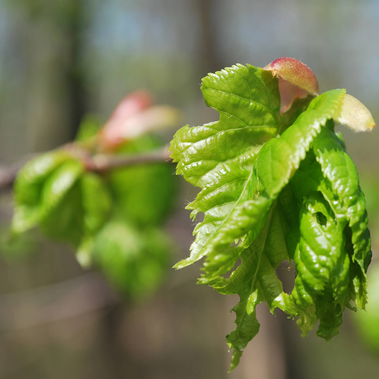 leaf